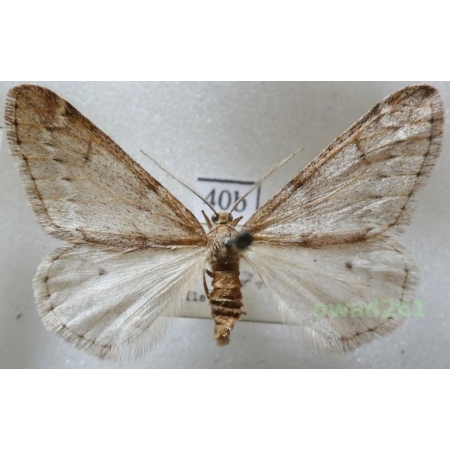 Alsophila aescularia (Denis & Schiffermüller, 1775) Czech40b